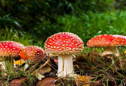 911吃瓜爆料蘑菇网,蘑菇网背后惊人内幕大揭秘